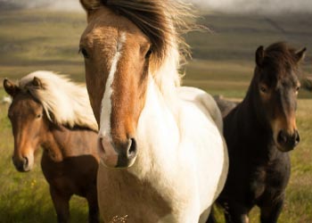 Learn more about horse vaccines