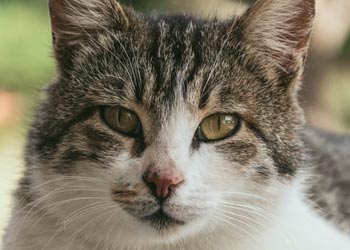 Learn about cat vaccines