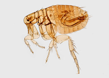 Learn more about dog flea and tick control