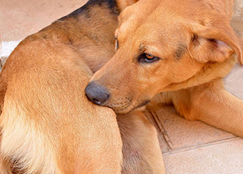 Learn more about dog skin conditions