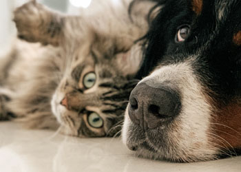 Learn more about pet dental care