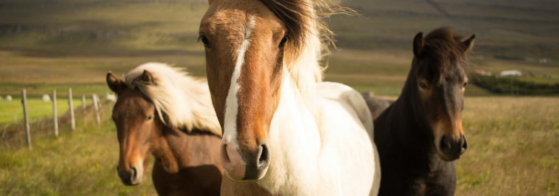 Vaccines for Horses